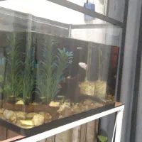 آکواریوم شیشه خم شرکتی با تمام وسایل ۲۰۰۰۰۰۰