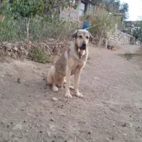 پژدر اصیل ۱۴ ماهه|سگ|رودبار, |دیوار