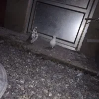 فروش کبوتر نر ماده و جفت|پرنده|بابل, |دیوار