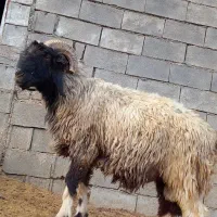 قوچ ‌بختیاری