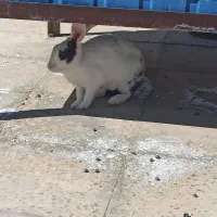 خرگوش خوشگل و بازیگوش