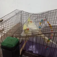 عروس هلندی مولد نروماده