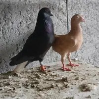 اشعل سیاه پلاکی کلکسیونی