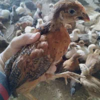 جوجه گلپایگانی