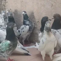 بیست کبوتر پاکستانی