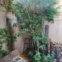 یک پرستار خانم شبانه روزی برای نگهداری از مادرم