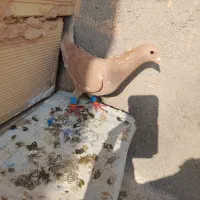 زرد کرمونی ماده