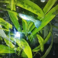 ماهی گوپی کاشمر|ماهی|کاشمر, |دیوار