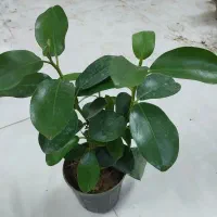 گل کالانکوئه.پپرومیا قطره باران. بلک گلد.درختچه