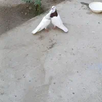 کفتر بندر جاسک