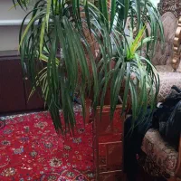 بهارستان|گل مصنوعی|اهواز, بهارستان|دیوار