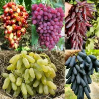 برای اولین باردربیرجندعرضه مستیم(نهال درخت گلدانی)