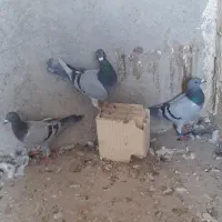 کفتر پلاکی دست اولی نر|پرنده|شیراز, میانرود|دیوار