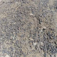 کود گوسفندی درجه یک|خدمات باغبانی و درختکاری|طالقان, |دیوار