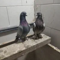 کبوتر ترکیه