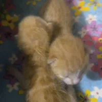 واگذاری بچه گربه