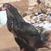 لاری و بوقلمون|حیوانات مزرعه|سلماس, |دیوار