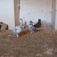 کفتر|پرنده|یزد, |دیوار