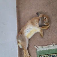 خرگوش لوپ مهربون|موش و خرگوش|مشهد, ابوذر|دیوار