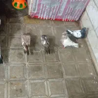 کبوتر|پرنده|مشهد, مقدم|دیوار