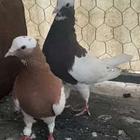 کبوتر پلاکی مسافتی وچند تا رنگی درجه یک
