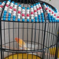 ردفاکتور نر نزدیک قرص شدن