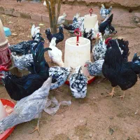 تخم مرغ نطفه دار  گلین چهل تاژ ریشی