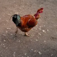 خروس و نیمچه گردن لختی و معمولی