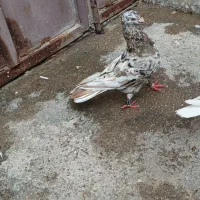 ۴۰عددسرورهفترنگ