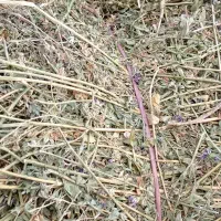 خرید وفروش یونجه