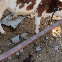 گوساله ماده|حیوانات مزرعه|اندیکا, |دیوار