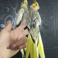 مرواریدی کاملا دستی|پرنده|شیراز, ارم|دیوار