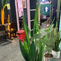 لوازم کافه میز صندلی مبل وسایل برقی