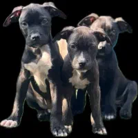 توله پیتبول دو ماهه و ۲۵ روز