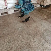 دم سفید با جوجه|پرنده|اهواز, کیانشهر|دیوار