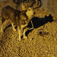 ۲عدد سگ ماده.|سگ|چیتاب, |دیوار