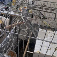 جفت عروس هلندی