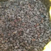 کشمش آفتابی|خوردنی و آشامیدنی|یزد, |دیوار