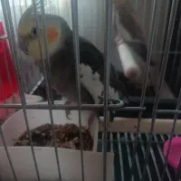 یک جفت عروس هلندی نرو ماده