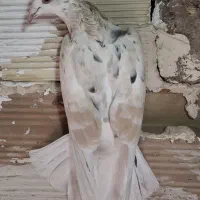 زرد هفترنگ خطی|پرنده|کوهین, |دیوار