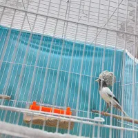 قناری نر|پرنده|مشهد, کاظم آباد پنجشنبه|دیوار