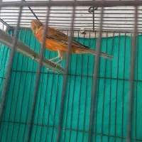 پرنده|پرنده|شیروان (خراسان), |دیوار