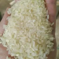 برنج کامفیروزی