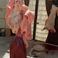 یک دست جیگر کامل با دل و قلوه