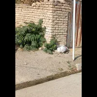 زمین مسکونی در منطقه نوبهار|فروش زمین و ملک کلنگی|گلبهار, نوبهار|دیوار