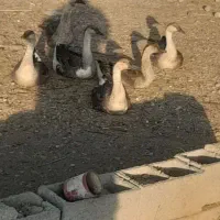 غازتخمگذار|حیوانات مزرعه|یاسوج, |دیوار