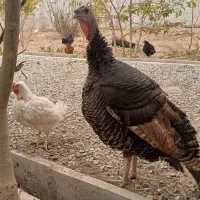 فروش غاز ، خروس و اردک|حیوانات مزرعه|رباطکریم, انجم آباد|دیوار