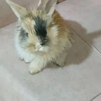 خرگوش جرسی|موش و خرگوش|فردیس, منظریه|دیوار