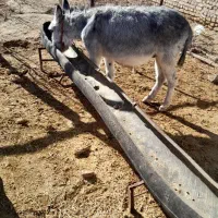 کره الاغ نر