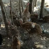 بوقلمون ماده